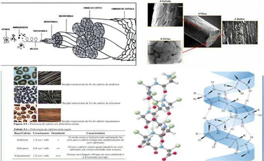 Figura 8 – Imagens sobre a constituição das fibras capilares, compreendendo a morfologia  do  fio  de  cabelo,  as  diferentes  características  dos  cabelos  de  asiáticos,  africanos  e  caucasianos e a representação da estrutura da queratina 