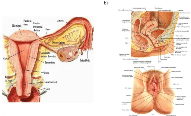 Figura  3.1  -  Anatomia  do  aparelho  reprodutor  feminino 6 .  a)  Útero  e  órgãos  anexos  b)  Corte  sagital  e  órgãos externos do aparelho reprodutor feminino 7, 9 