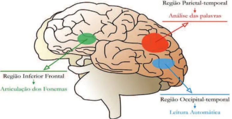 Figura 1- Áreas do cérebro responsáveis pela linguagem  (retirado  de  Shaywitz  2003  e  Pinheiro,  2009  citado  por  Coelho, 2016) !