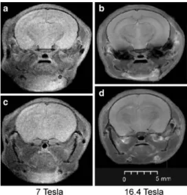 Figura  I.2  –  Imagens  da  mesma  estrutura  anatómica, adquiridas  com os mesmos  parâmetros técnicos,  num  equipamento  de  7T  (à  esquerda)  e  num  equipamento  de  16,4T  (à  direita)  (Adaptado  de:  MRI  in  Rodent Models of Brain Disorders (34)