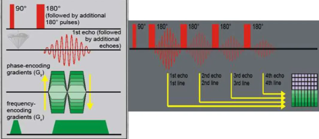 Figura  I.3 –  Esquema representativo da sequência RARE (ETL=4) (Adaptado de: http://www.magnetic- http://www.magnetic-resonance.org/ch/08-02.html (I)).