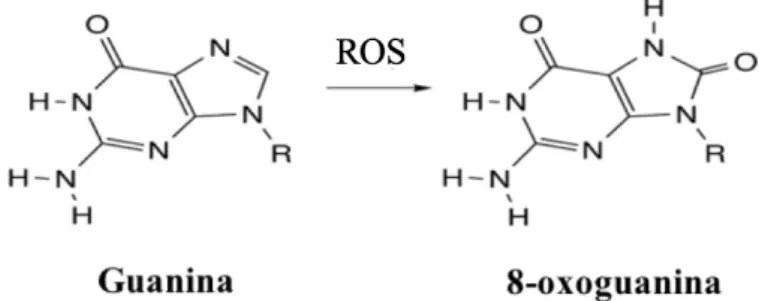 Figura  2  -  Conversão  da  Guanina  em  8-oxoguanina  após  oxidação  mediada pelas ROS (Adaptado de Lanier e Williams, 2017)