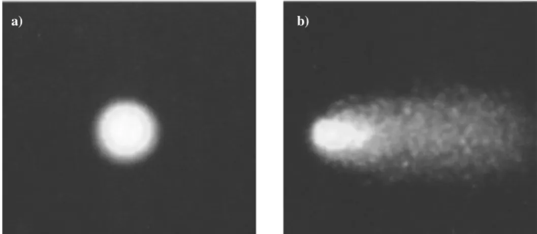 Figura 6 - Imagens de cometas obtidos através do ensaio do cometa, realizado em linfócitos  humanos: a) baixos níveis de danos no DNA; b) elevados níveis de danos no DNA