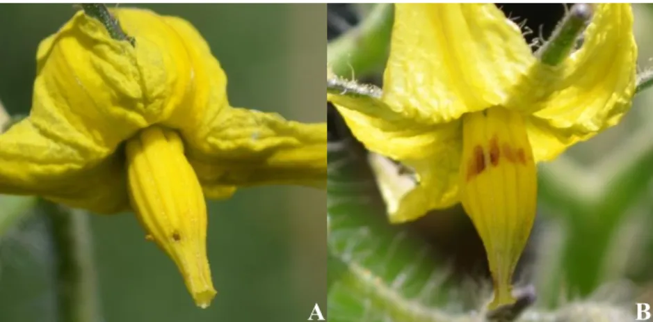 Figura 3 Orifícios encontrados na superfície dos estames das flores do tomateiro, causados  por  Paratrigona lineata (A) e por outras espécies de abelhas que se agarram às anteras para  realizar o buzz pollination (B) 