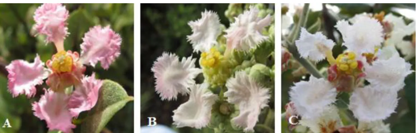 Figura  2.  Flores  do  gênero  Banisteriopsis  no  cerrado  strictu  senso  da  Área  de  Reserva  Legal  do  Clube  de  Caça  e  Pesca  Itororó  de  Uberlândia,  Minas  Gerais