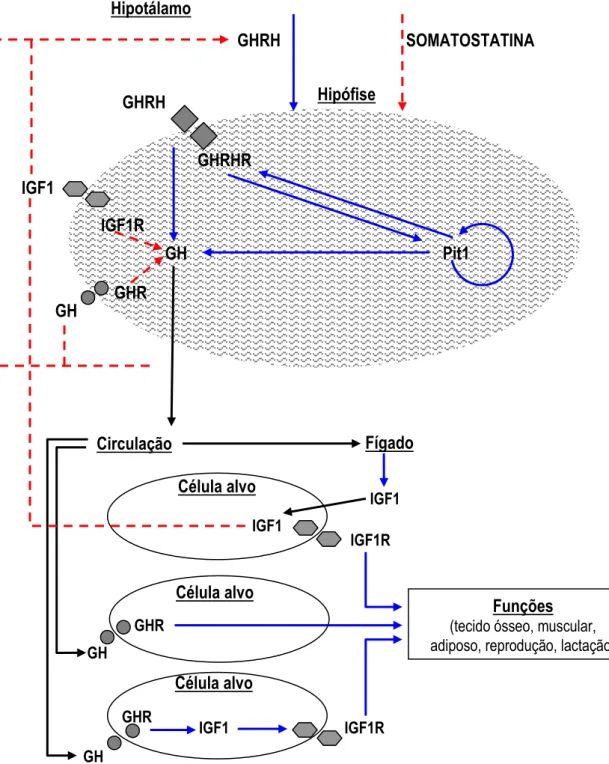 Figura 1 -  Representação  esquemática  mostrando  a  regulação  neuroendócrina  da produção, secreção do GH e seus locais alvos de ação