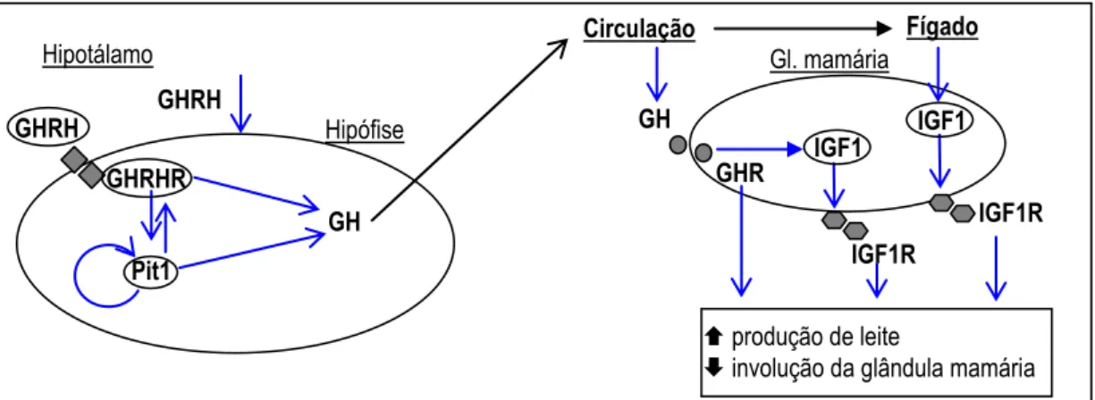 Figura 1 -  Representação  esquemática das  interações  gênicas  na  via  do  GH  e  seus efeitos na lactação