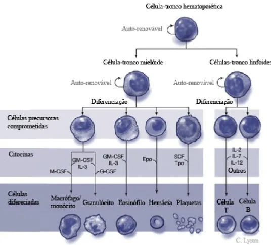 Figura 2-Hematopoiese normal. Adaptado de Rose-Inman &amp; Kuehl, (2014)  . 