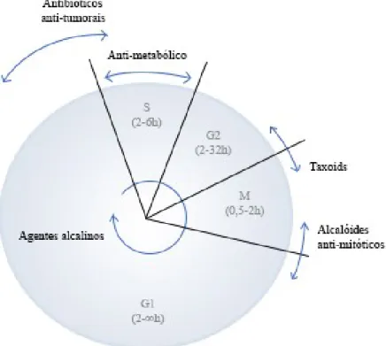 Figura 3- O ciclo celular é dividido em várias fases G1, S, G2 e M, cada uma das quais é variável de acordo  com  o  tipo  de  célula  e  a  sua  taxa  de  crescimento