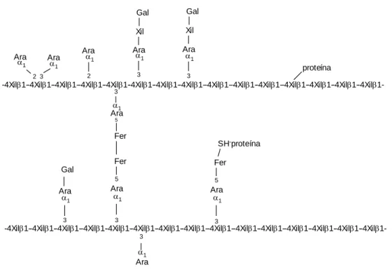 Figura I - 5 – Esquema da estrutura de arabinoxilanas do centeio. (Adaptado de R ACYNSKA - -B OJANOWSKA  e R YBKA , 1994a) 