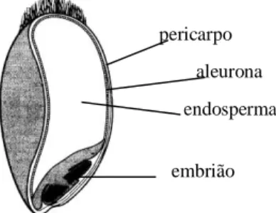 Figura I - 7 – Secção longitudinal do grão de trigo. (Adaptado de M C D ONALD  et al., 1998)  As paredes celulares do endosperma dos grãos dos cereais possuem uma elevada  quantidade  de  polissacáridos  solúveis, nomeadamente  -glucanas  e  arabinoxilana