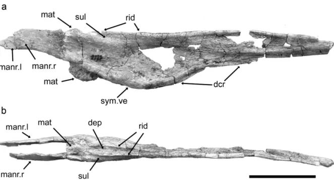 Figure 2 - Argentinadraco barrealensis n. gen, n. sp., lower jaw (MUCPv-1137), (a) right lateral view; (b) dorsal (occlusal) view