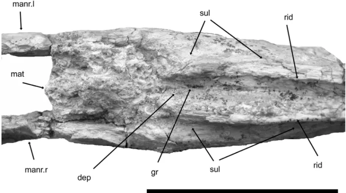 Figure 3 - Argentinadraco barrealensis n.gen, n.sp., lower jaw (MUCPv-1137). Detail of the posterior end of the mandibular  symphysis in dorsal view