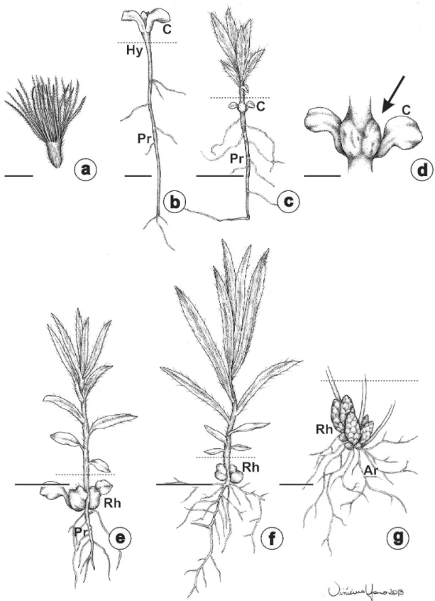 Figure 2 - Developmental stages of Chrysolaena simplex. (a)  General view of the cypsela