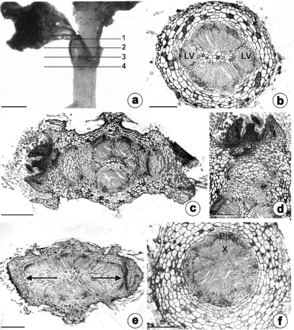 Figure 3 - Initial rhizophore development in a two-and-a-half-month-old Chrysolaena simplex