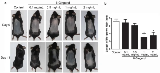 Figure 1 - Administration of 6-Gingerol inhibited the transition from telogen to anagen in C57BL/6 mice
