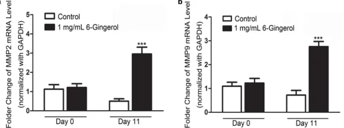 Figure 4 - Administration of 6-Gingerol induced MMP2 and MMP9 mRNA expression. (a) Quantitative analysis results of RT- RT-PCR validation of MMP2; (b) quantitative analysis results of RT-RT-PCR validation of MMP9