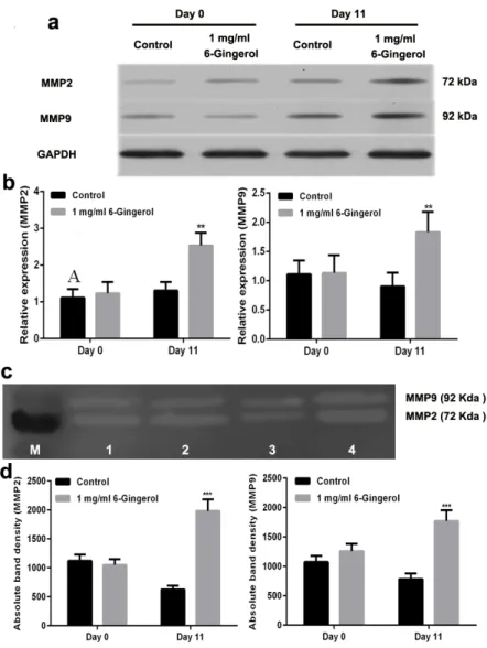Figure 4 shows that the mRNA levels of MMP2/