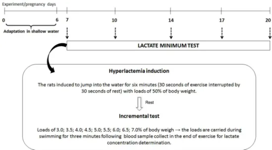 Figure 1 - Experimental design of LacMin test performed in pregnant and non-pregnant rats for  swimming protocol.