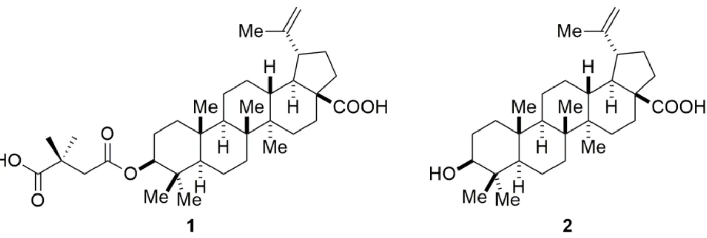 Figure 1 -  Betulinic acid and its derivative Bevirimat ®  (2 and 1, respectively).