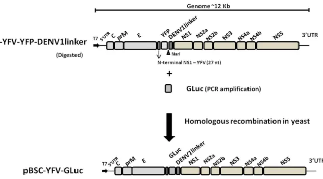 Figure 1 - Schematic representation of YFV-GLuc virus construction. pBSC-YFV-YFP-DENV1linker was digested with NarI  restriction enzyme and the Gaussia  luciferase (GLuc) reporter gene was amplified with recombination oligonucletides  (YFV-GLuc-F and YFV-G