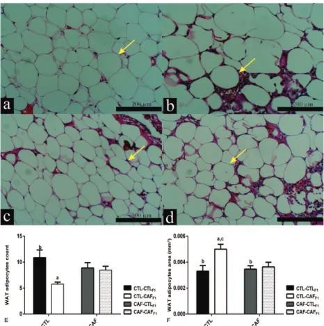 Figure 1 - Effects of exposure to CAF diet during pre and post weaning, alone or in  combination, on histological aspects of the WAT depot of male adult F1 offspring at  100d of age