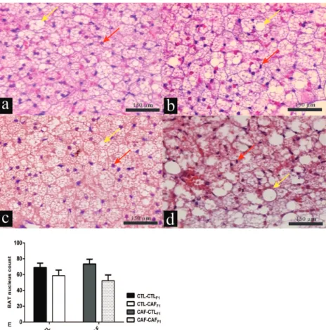 Figure 2 - Effect of exposure to CAF diet pre and post weaning, alone or in  combination, on histological aspects of BAT from male adult F1 offspring at 100 d of  age