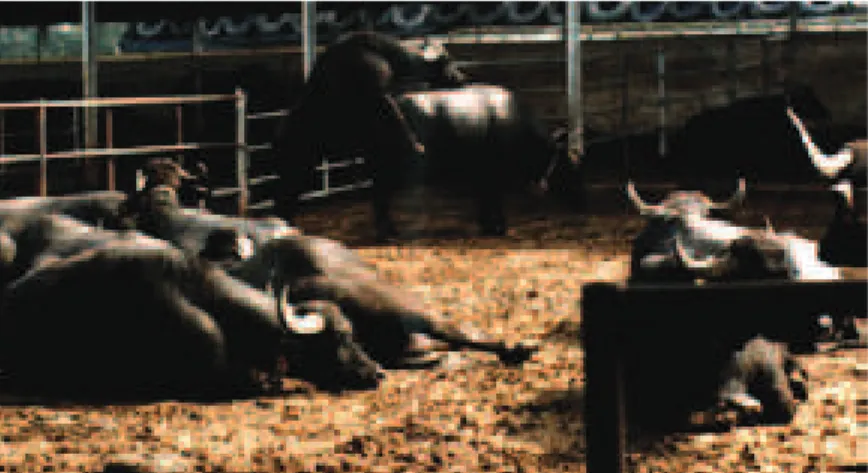 Fig. 3 - Cobrição natural em sistema intensivo de produção de búfalos  de leite em Itália (Tor Mancina – Roma) (Borghese, 2013).