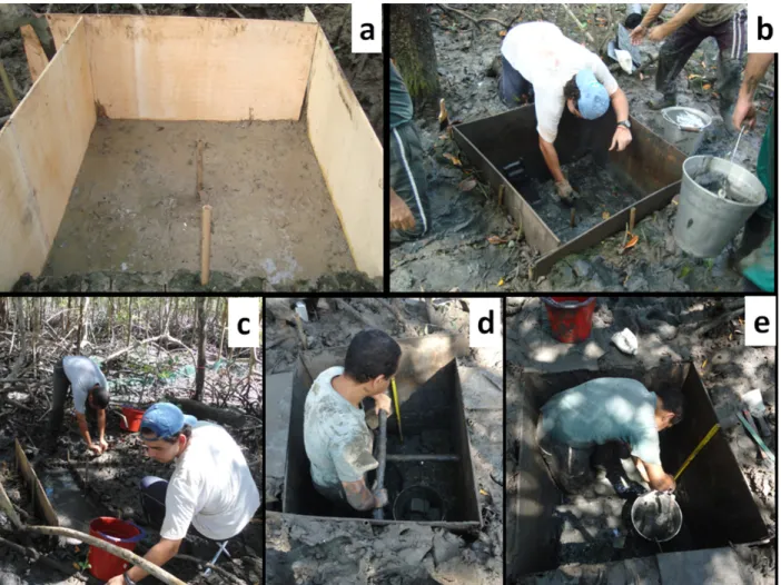 Figure 2 - Excavation of the five trench to remove the belowground root biomass. The excavation was conducted with scale support  to measure the exact 1m³ volume of sediment