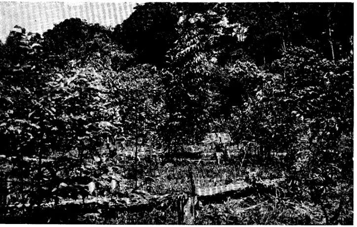 Fig. 2 — Parcela experimental de Eucalyptus sp. em plantio em plena abertura. Parcela com um ano e altura total  média de 5 — 6 metros (Estação Experimental de Silvicultura Tropical —  I N P A ) 