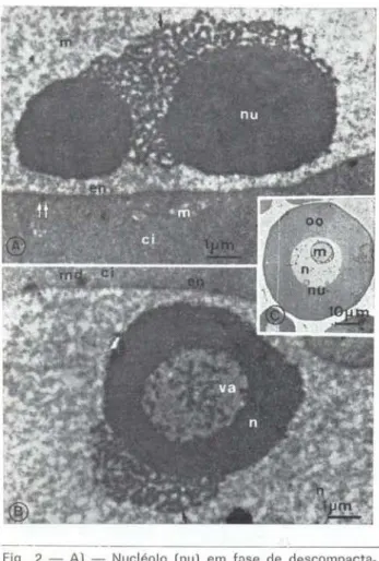 Fig.  3 - A)  - Nucléolo  (nu)  em  corte  tangencial  m'ls- m'ls-trando  a  natureza  granular  dos  componentes  e   pr(\íe-ções  (flechas)  deste  material  para  os  poros  (po)  do   en-velope  nuclear  (en):  B)  - Associação  do  material  (md)  den