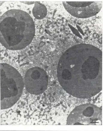 Fig.  6  - Citoplasma  de  ovócito  mostrando  já  alguns  grãos  de  vitelo  (gr)  e  por  entre  estes  o  material  derso  (md)  ainda  associado  a  mitocôndrios  (m)