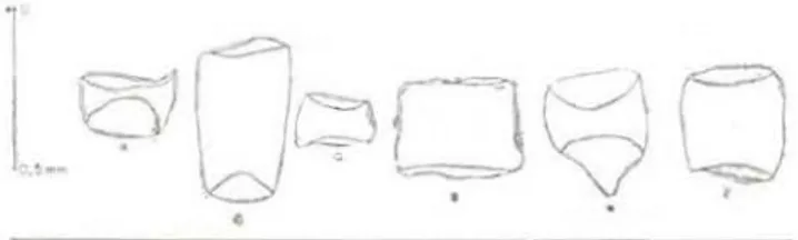 Fig  2  - Ormosia  costulata  Ducke .  Desenho  esquema  tico  das  diferentes  formas  dos  elementos  vascularn·• 