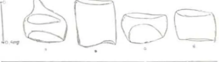 Fig.  3  - Ormosia  fiava  (Ducke)  Rudd .  Desenho  es- es-Quemático  das  diferentes  formas  dos  elementos  