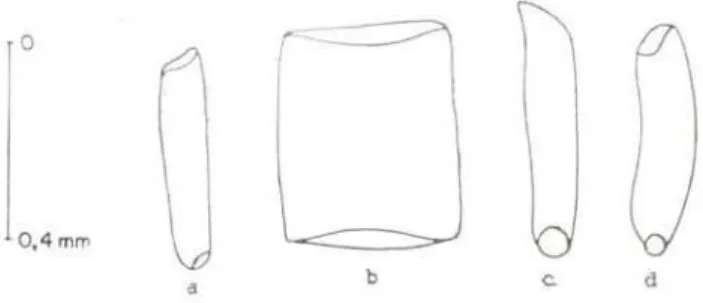 Fig .  6  - Ormosia  paraensis  Ducke.  Desenho  esquema- esquema-tico  das  di  f e rentes  formas  dos  elementos  vasculare:; 