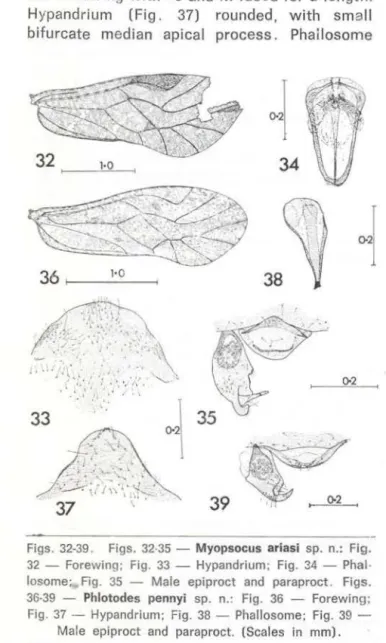 Fig.  37  - Hypandrium;  Fig.  38  - Phallosome;  Fig.  39  - -Mal e  epiproct  and  paraproct
