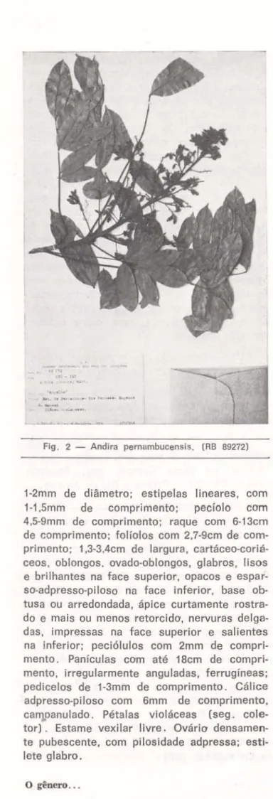 Fig.  2  - Andira  pernambucensis.  (RB  89272) 