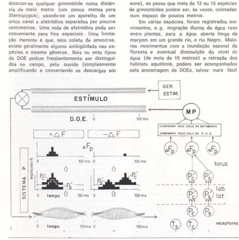 Fig.  11  - Proces~amento  nervoso  central  da  estimulação  do  eletrorreceptor.  O  diagrama  mostra  os  componentes  de  um  esquema  dos  passos  sucessivos  na  Res;>osta  de  Esquiva  Saltando  (RES)  em  Eigenmannia