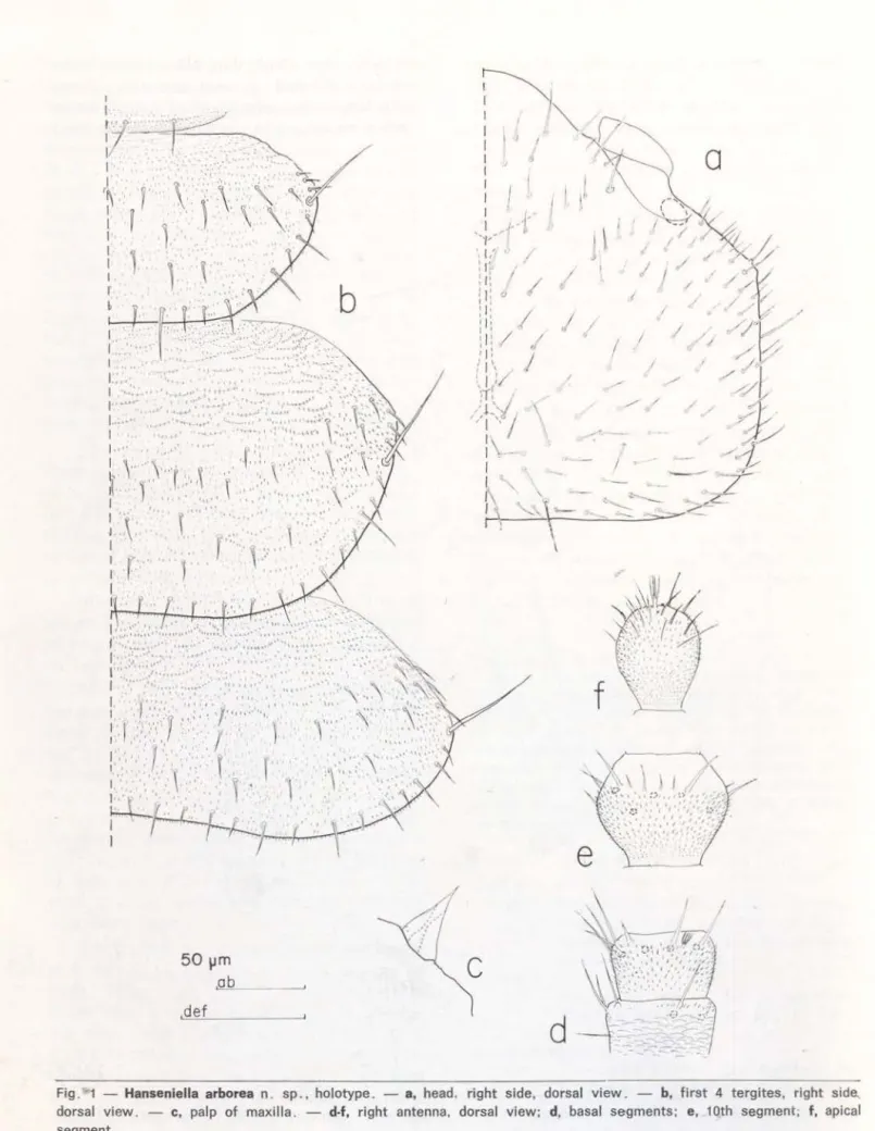 Fig.  1  - Hanseniella  arborea  n .  sp.,  holotype.  - a,  head.  right  si de,  dorsal  view