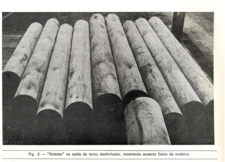 Fig. 2 — &#34;Roletes&#34; na saída do torno desfolhador, mostrando aspecto físico da madeira