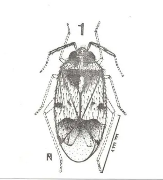 Fig. 1 — Poritropoides ariasi n.sp.. macho, holótipo. 
