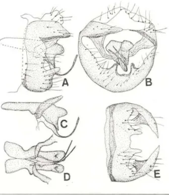 Fig. 9 — Coniopteryx canopia male:  A . Genitalia, late­
