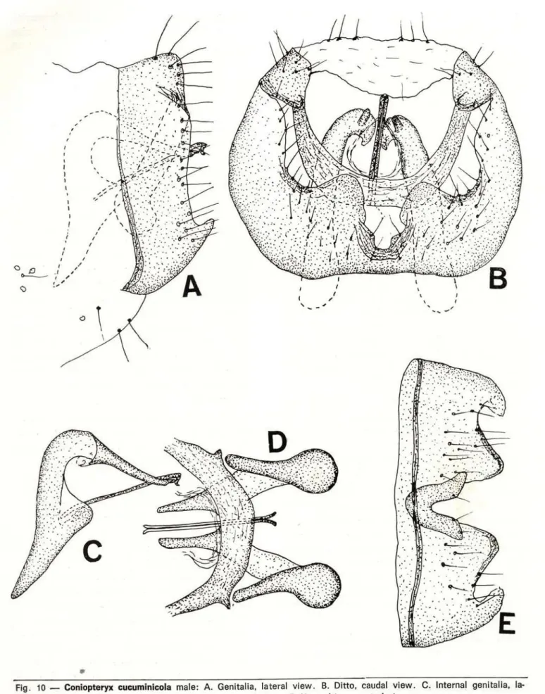 Fig. 10 — Coniopteryx cucuminicola male:  A . Genitalia, lateral  v i e w . B. Ditto, caudal  v i e w . C. Internal genitalia, la­
