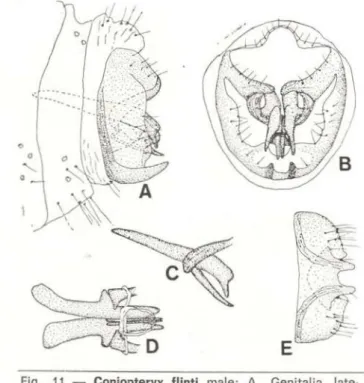 Fig. 11 — Coniopteryx flinti male:  A . Genitalia, late­