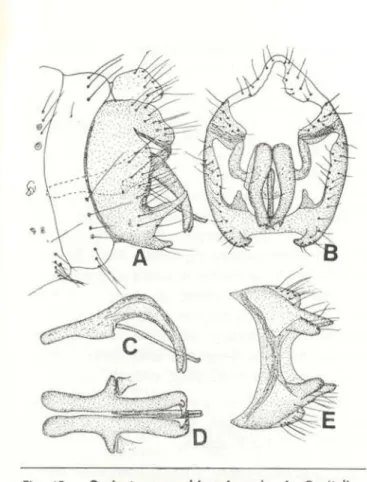 Fig. 15 — Coniopteryx quadricornis male:  A . Genitalia,  lateral view. B. Ditto, caudal  v i e w .  C . Internal genita­ lia, lateral view. D. Ditto, ventral view. E. Hypandrium,  ventral  v i e w .  C o n i o p t e r y x (Scotoconiopteryx)  r o n d o n i
