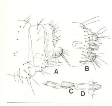 Fig. 7 — Coniopteryx ariasi female:  A . Genital segments,  lateral view. B. Ditto, ventral view.  C . Bursa copulatrix,  lateral  v i e w . D. Ditto, ventral  v i e w .  C o n i o p t e r y x (Scotoconiopteryx)  b i c o r n i s  M e i n a n d e r ,  s p .
