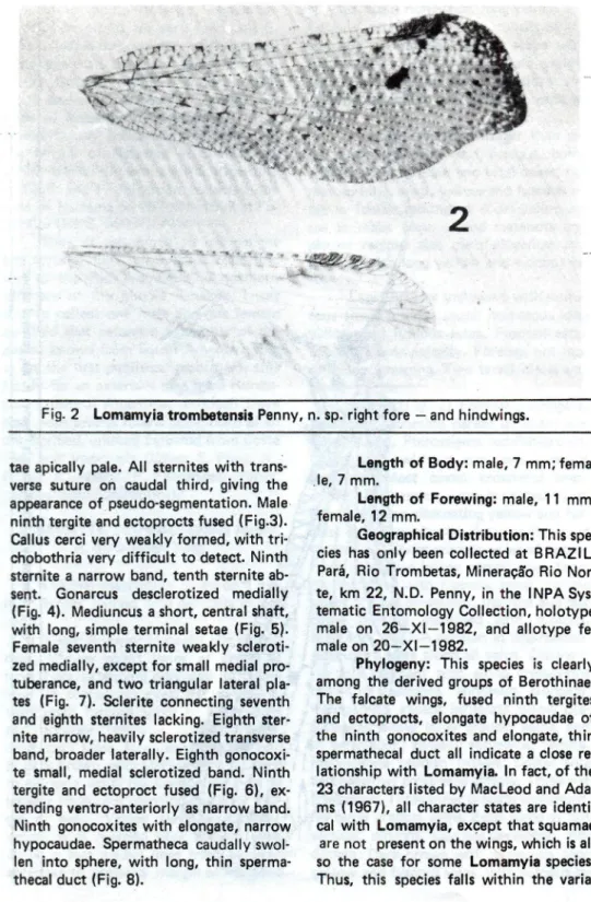 Fig. 2 Lomamyia trombetensis Penny, n. sp. right fore — and hindwings. 
