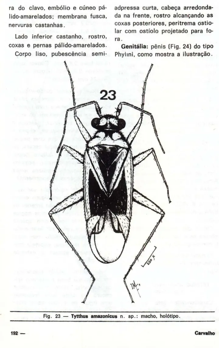 Fig. 23 — Tytthus amazonicus n.  s p . : macho, holótipo. 