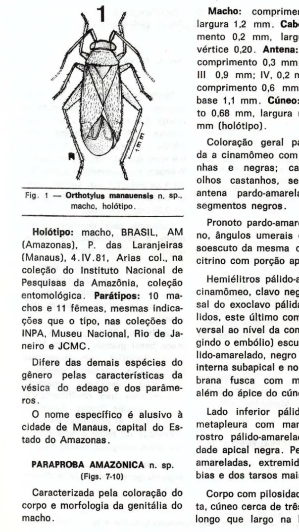 Fig. 1 — Orthotylus manauensis n. sp.,  macho, holótipo. 