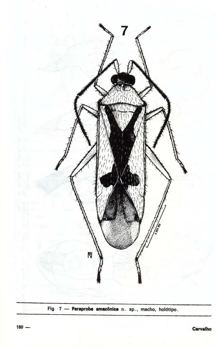 Fig 7 — Paraproba amazônica n. sp., macho, holótipo. 